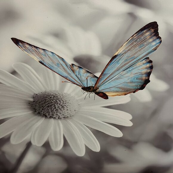 Meet your Posher,  RJJ Shopin - Picture 1 of 1